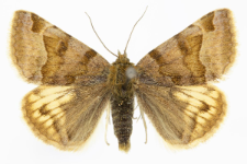 Euclidia glyphica