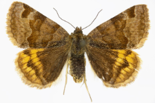 Euclidia glyphica