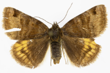 Euclidia glyphica