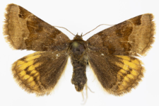 Euclidia glyphica