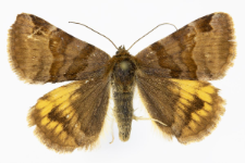 Euclidia glyphica