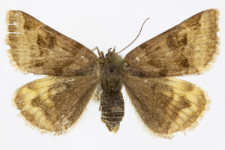 Euclidia glyphica