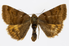 Euclidia glyphica