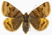 Euclidia glyphica