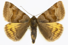 Euclidia glyphica