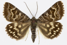 Euclidia mi