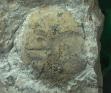 Tanidromitidae