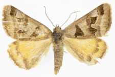 Euclidia triquetra