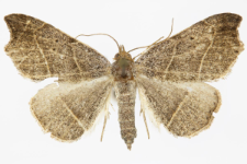 Laspeyria flexula