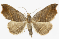 Laspeyria flexula