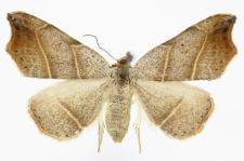 Laspeyria flexula