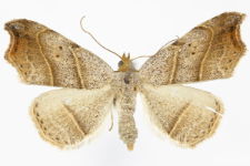 Laspeyria flexula