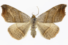 Laspeyria flexula