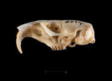 Thomomys umbrinus