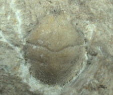 Goniodromites kubai