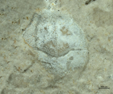 Goniodromites kubai