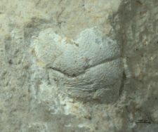 Goniodromites kubai