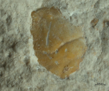 Goniodromites kubai