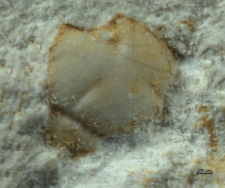 Tanidromitidae