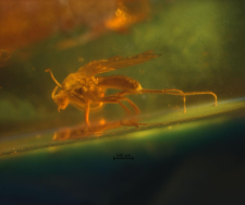 Diptera (Mycetophiloidea)