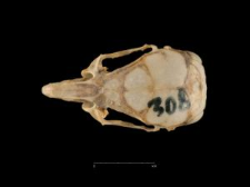 Gerbillus gerbillus