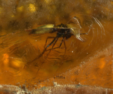 Cecidomyiidae