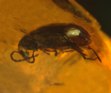 Tenebrionidae