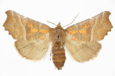 Scoliopteryx libatrix