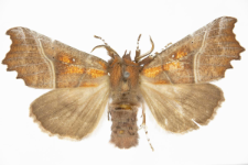 Scoliopteryx libatrix