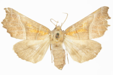 Scoliopteryx libatrix