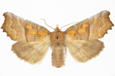 Scoliopteryx libatrix