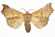 Scoliopteryx libatrix