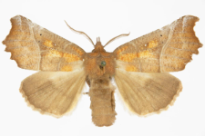 Scoliopteryx libatrix