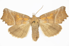 Scoliopteryx libatrix