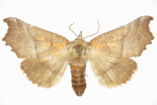 Scoliopteryx libatrix