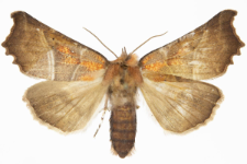 Scoliopteryx libatrix