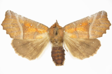 Scoliopteryx libatrix