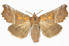 Scoliopteryx libatrix