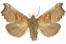 Scoliopteryx libatrix