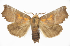 Scoliopteryx libatrix