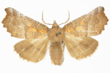 Scoliopteryx libatrix
