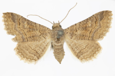 Pericyma albidentaria
