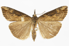 Hypena obesalis