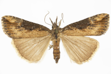 Hypena obesalis