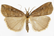 Hypena rostralis