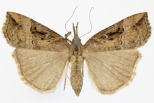 Hypena rostralis