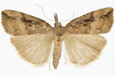 Hypena rostralis
