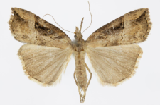 Hypena rostralis