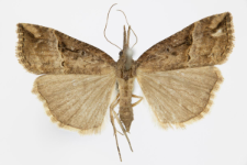 Hypena rostralis