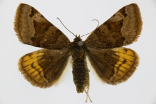 Euclidia glyphica